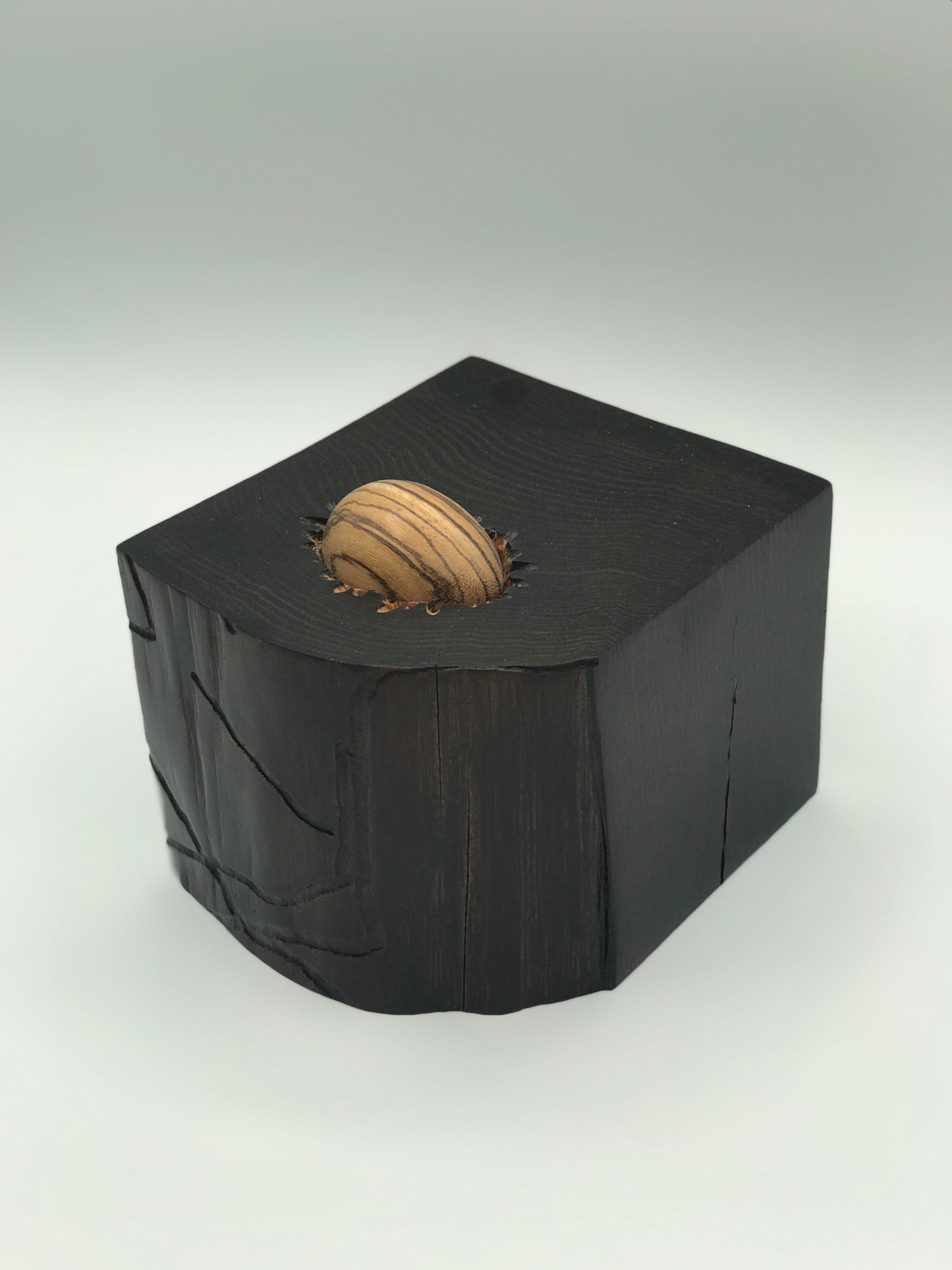 Wooden Nest - Live Edge Nest with Tigerwood Egg
