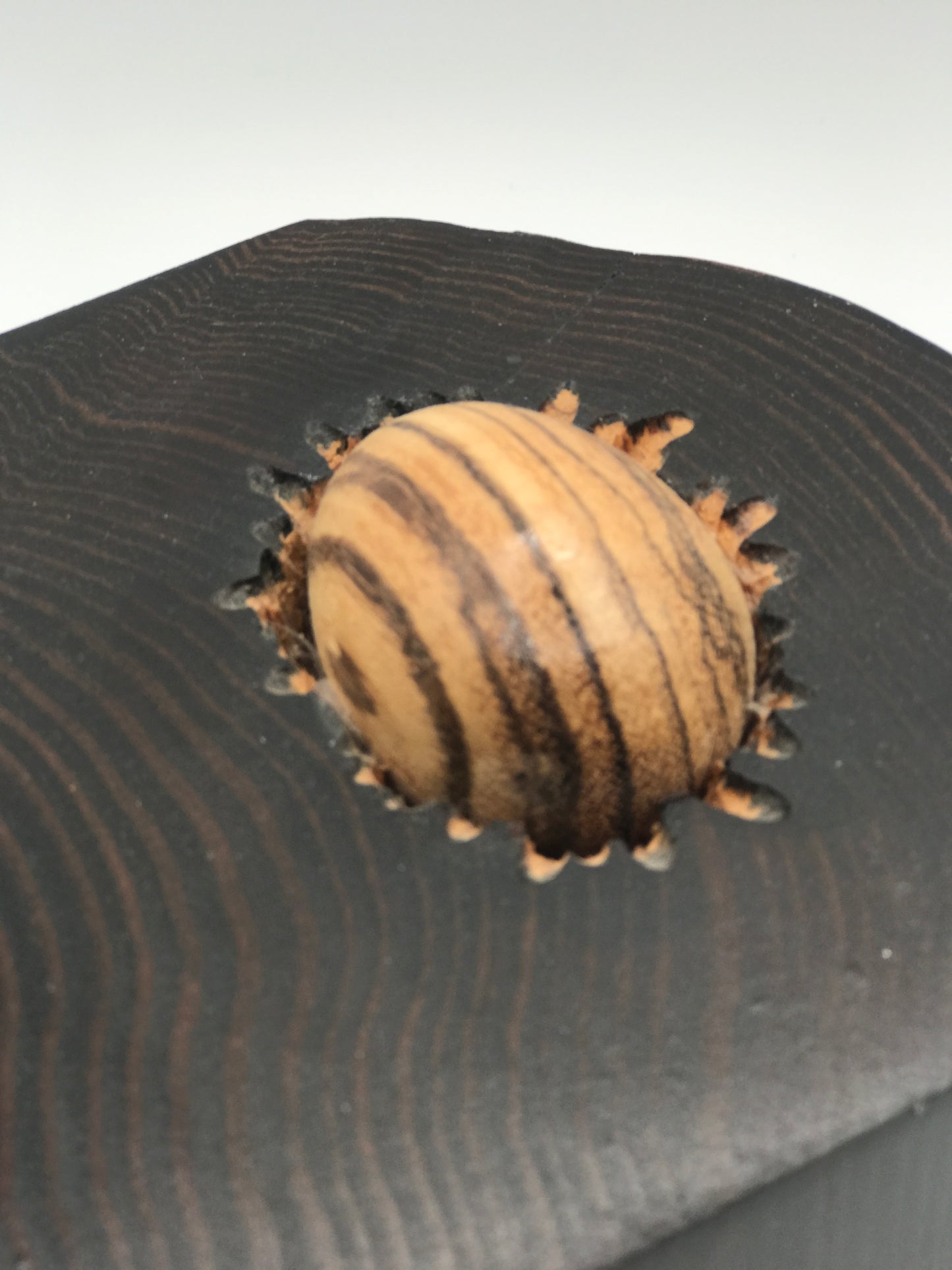 Wooden Nest - Live Edge Nest with Tigerwood Egg